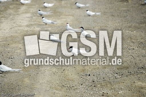 Seeschwalbe (6 von 7).jpg